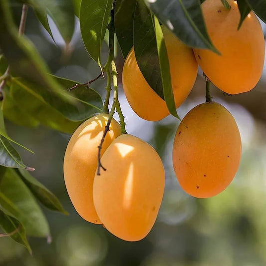 Banganapalli Mango